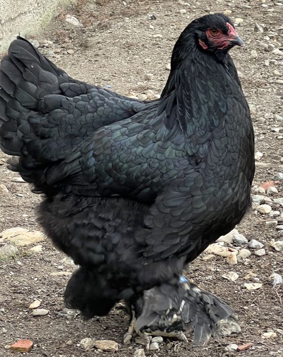 Vand pui gaina din rasele austrolop si brahma