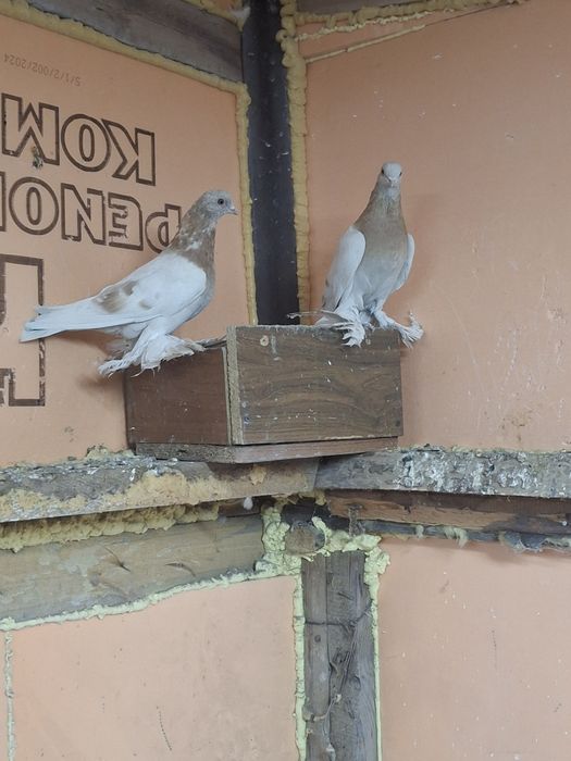 Продам голубей игра гребля тяга