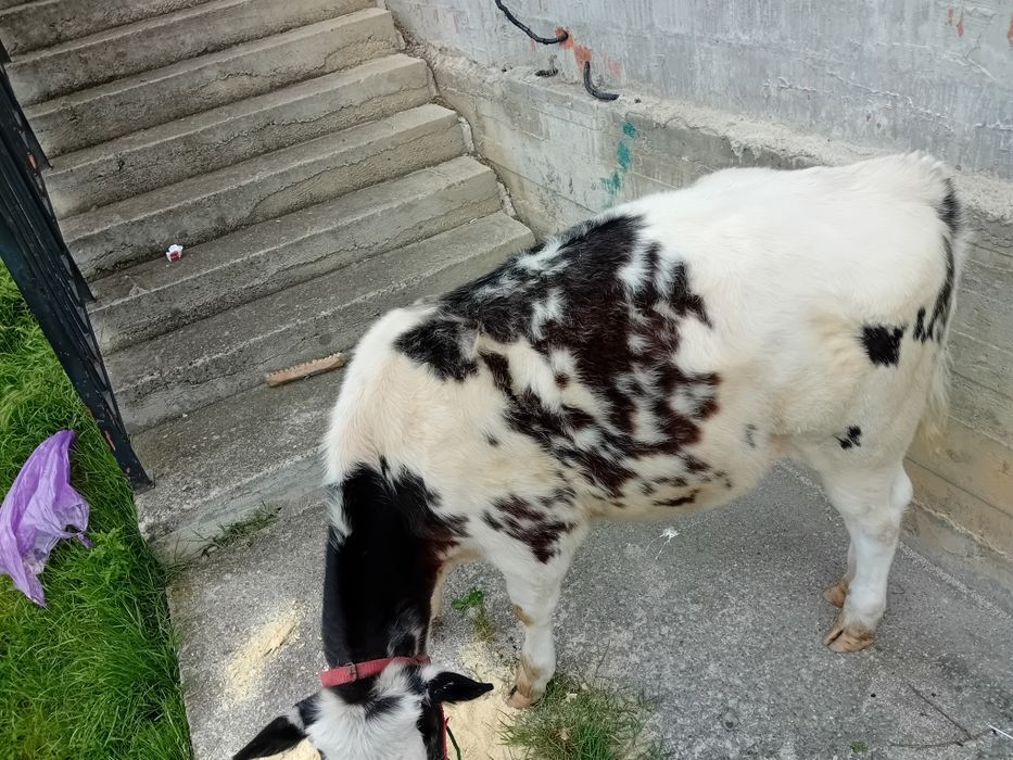 Vând urgent!!  Vitica Albastru Belgian
