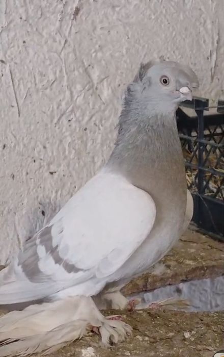 Продам голубей...