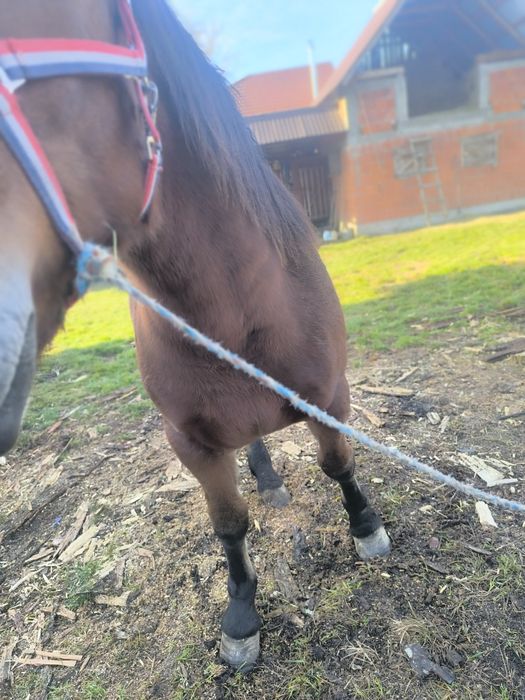 Vand sau schimb manza cu cal de padure