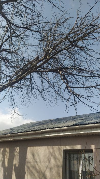 Ветки ореховые.Двух видов.Самоспил.Самовывоз.