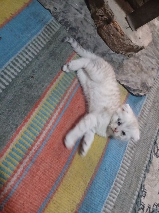 Zotli Mushuk Bollari Sotiladi