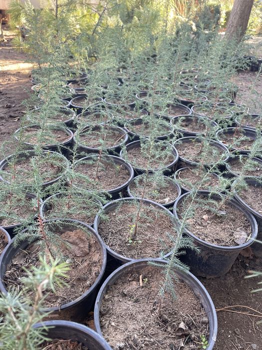 Източна туя, Аризонски кипарис, Обикновен кипарис