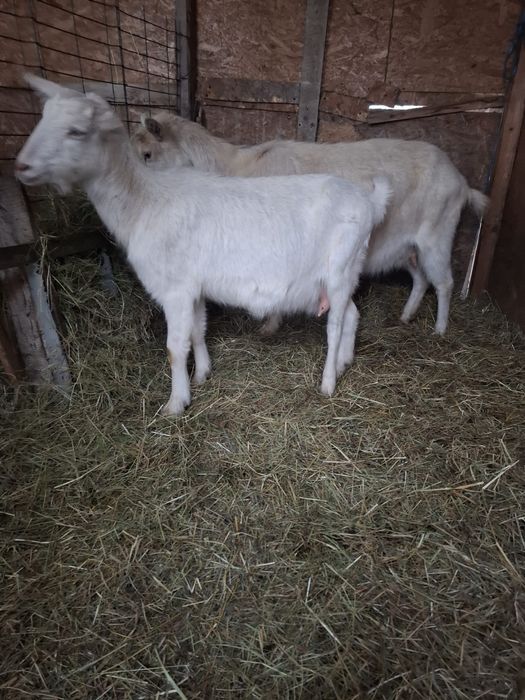 Vand capre saanen bune de lapte