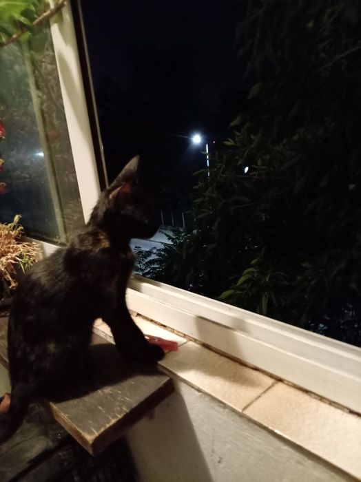 Подаряван черно котв