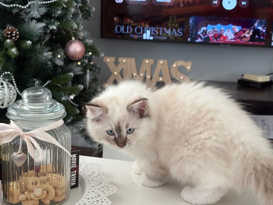 Котенца Рагдол-Ragdoll kittens