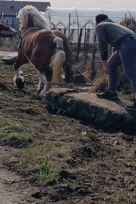 Vând un harmasar de osedit de frumos de 6 ani