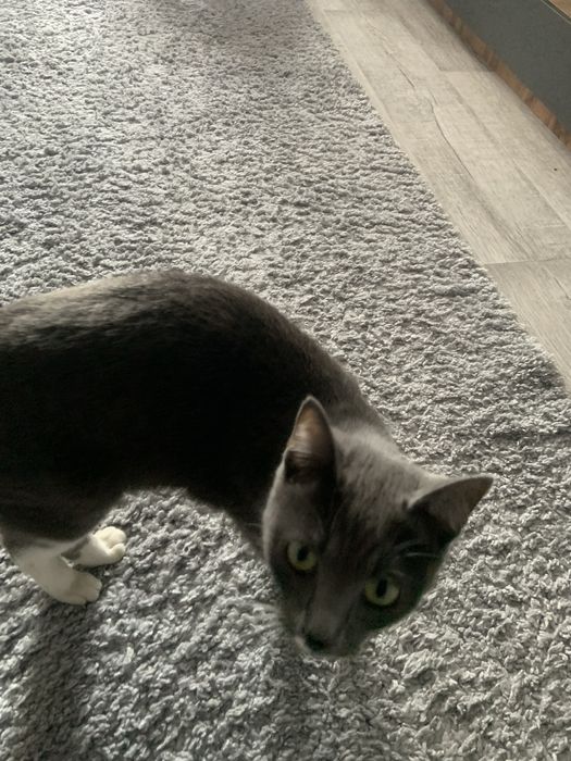 кошка Луна ищет дом