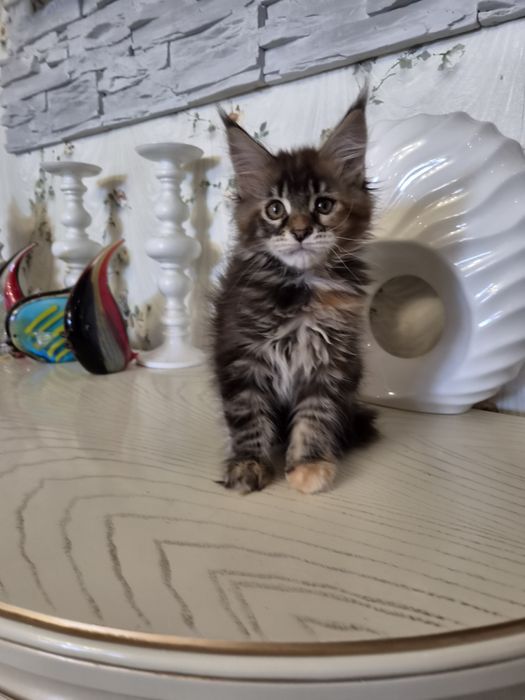 Котенок мейн-кун ( девочка)