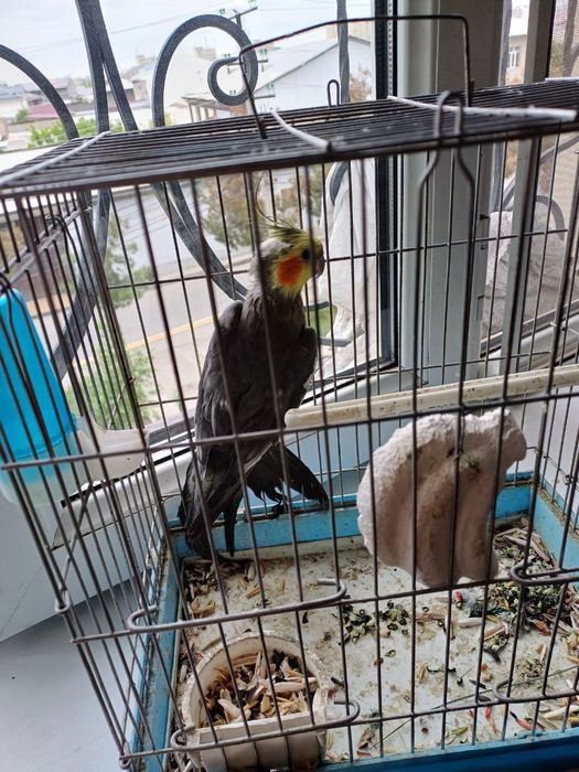 Попугай породы Карелла