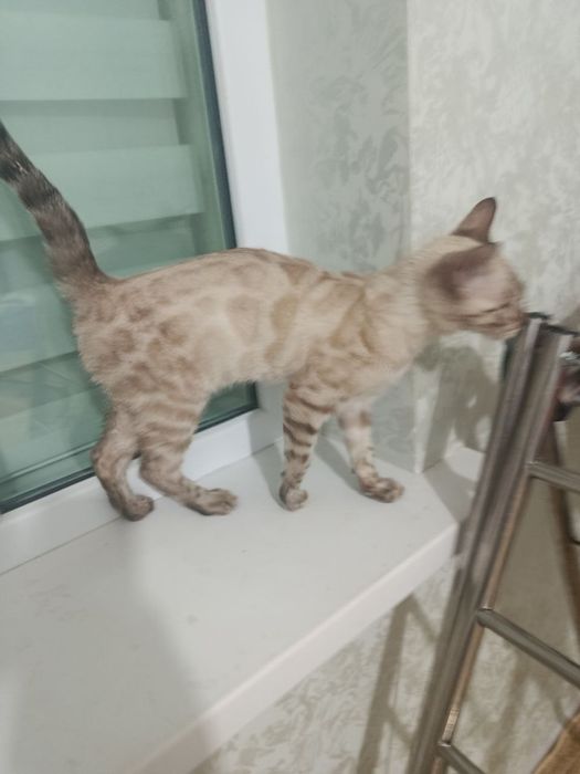 Mushuk sotiladi bengal