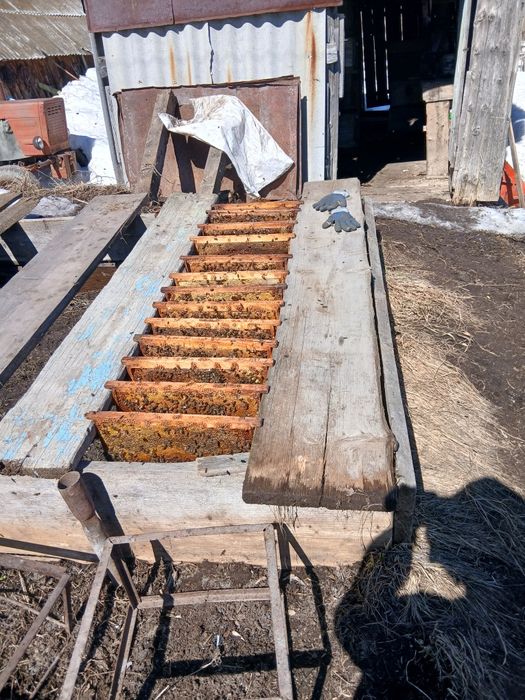 Продам мед 1200 - 1 кг