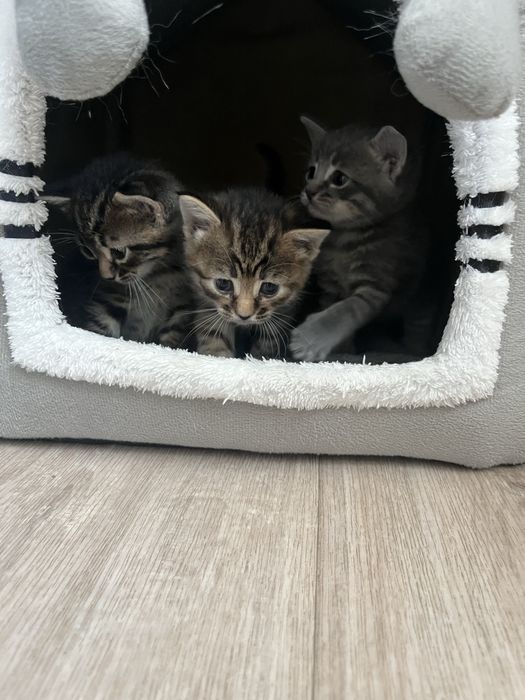 Катята породистые