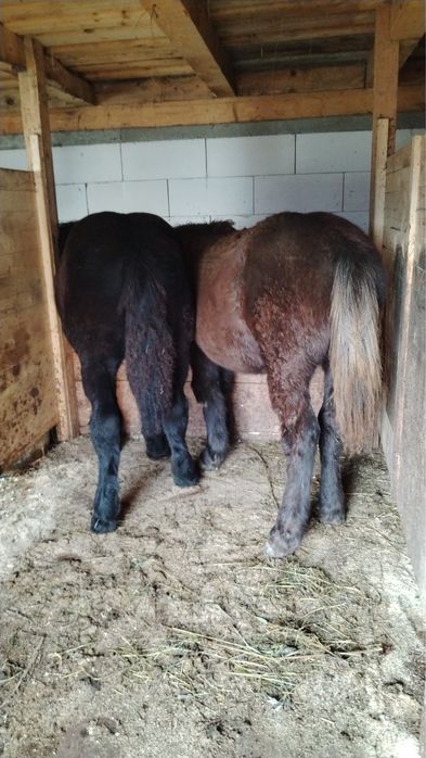 Mânz și mânză frați de tată Ardenez !