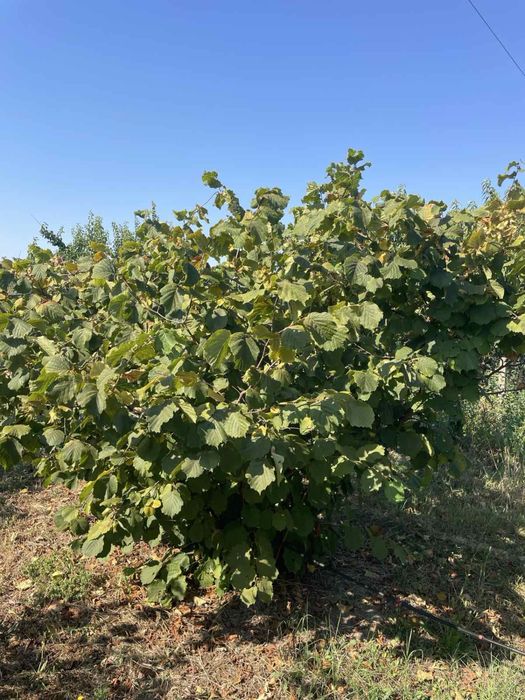 Продава лешникова градина