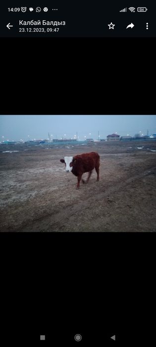 Сиыр сатылады, бағасы келісімді