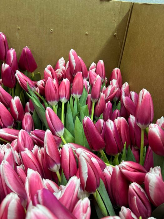 Тюльпаны Петропавловск