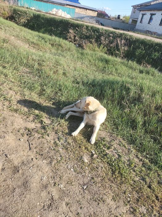 Собака для охраны