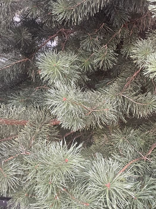 Сосна пушистаяяя