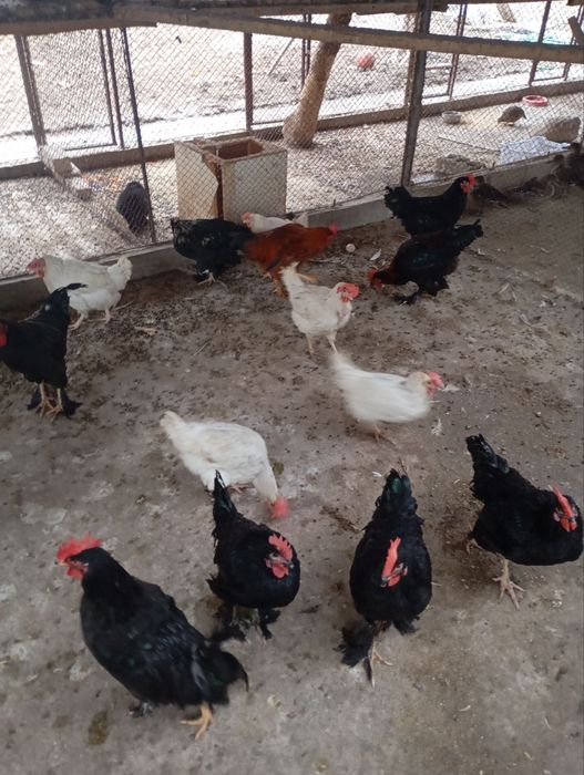 Продам курей петухов домашних