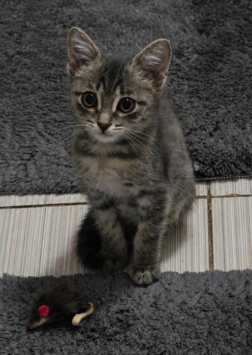 Ищу дом котёнку мальчику