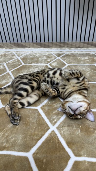 Продаю бенгальского кота