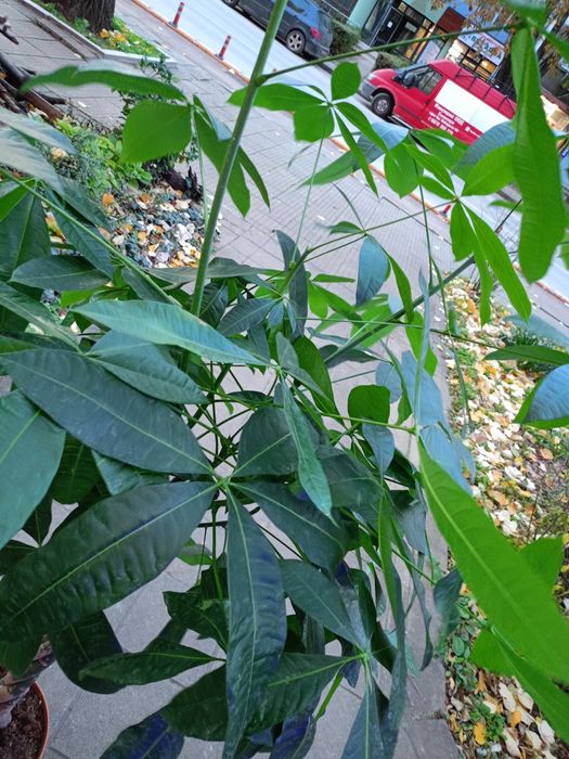 Пахира декоративно дърво