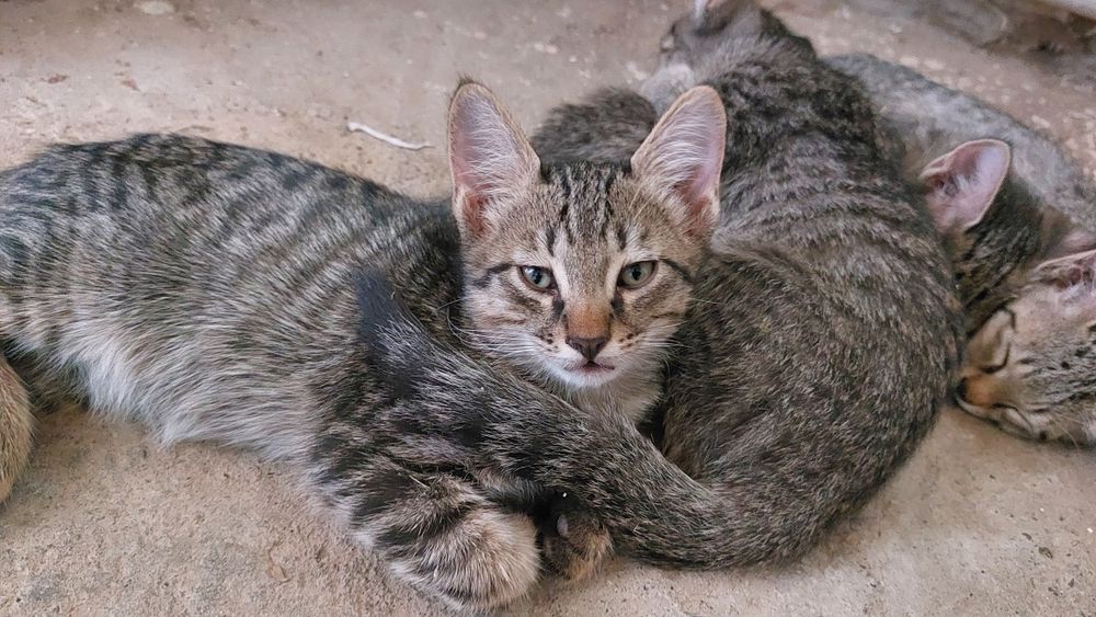 Ищут дом очаровательные  котята!