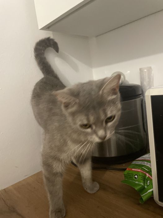 Отдам кошку бесплатно