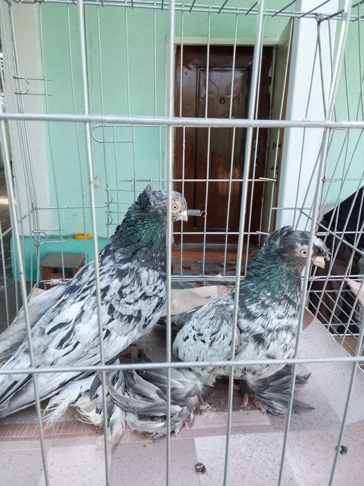 Челкари Тараз продам