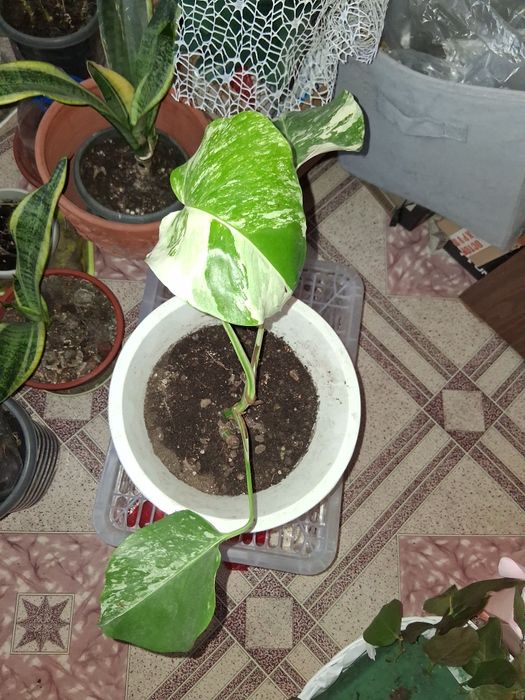 Монстера вариегатная.