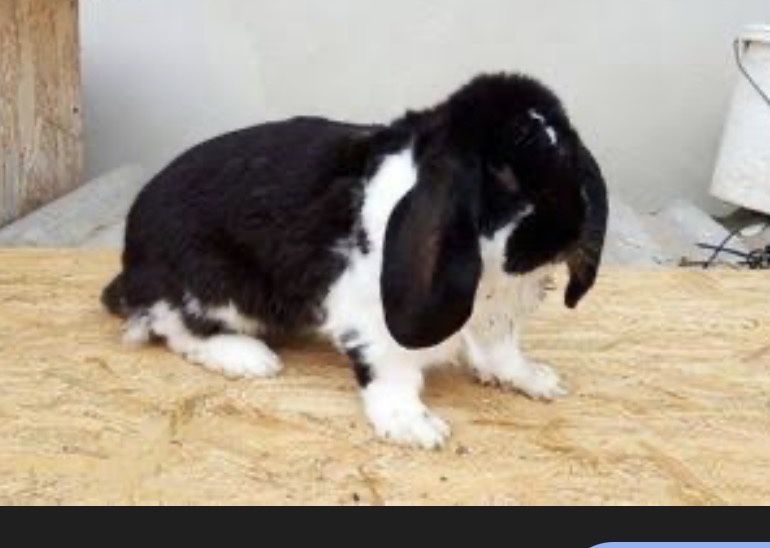 Iepuri berbec german