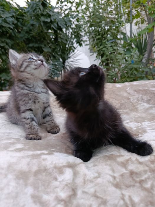 Даём котят в хорошие руки