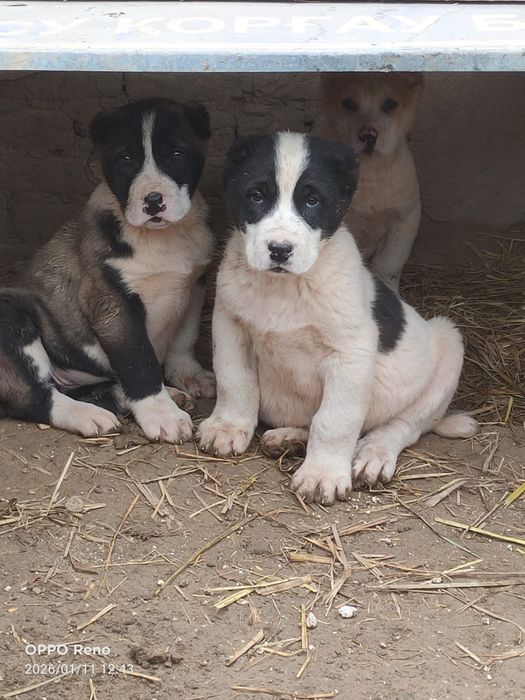 алабайдың күшігі сатылады 65000тг