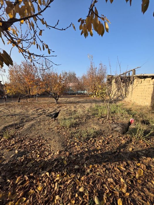 Дурмон САНИИФ 9 сотих+ 6 сотих   эски уй ер ҳисобида сотилади.