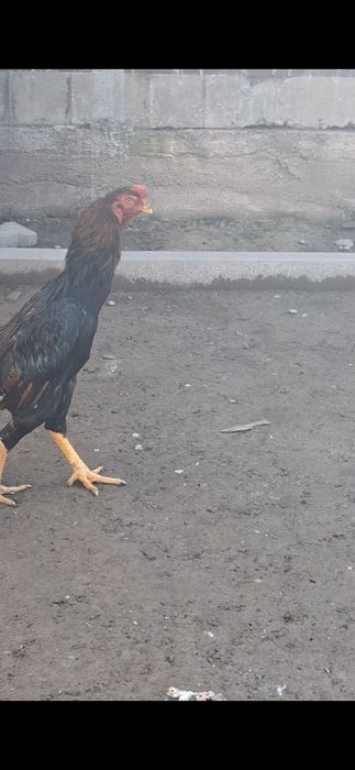 Дакан, бойцов...