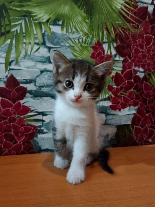 Отдадим котят в добрые руки