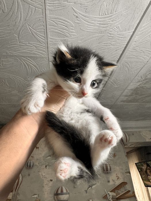 Милые котята ищут дом