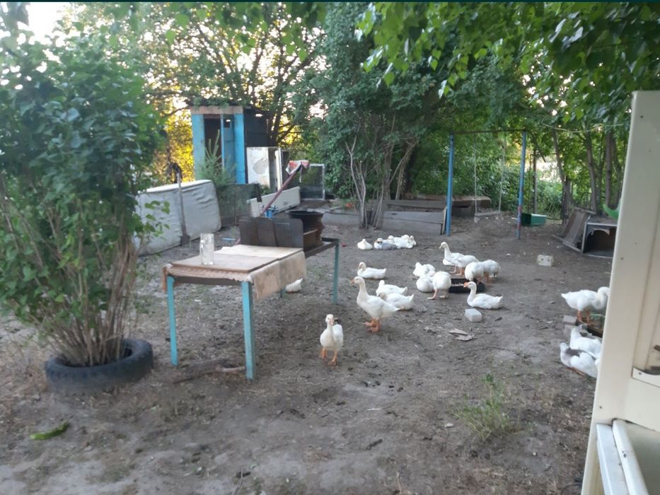 Продам дом в дачном массиве