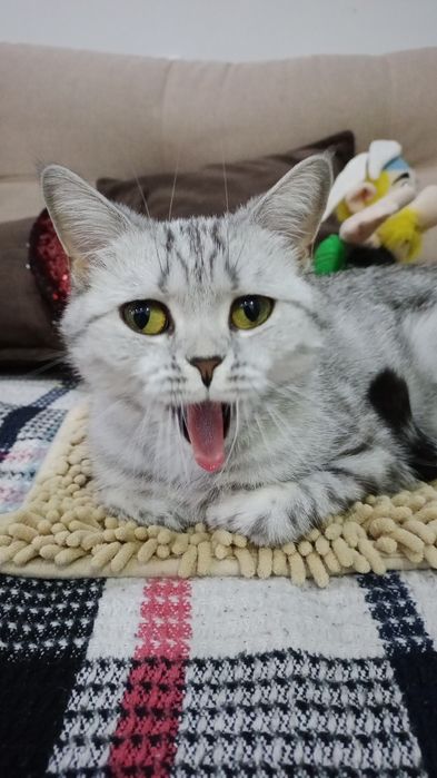 Британская кошка