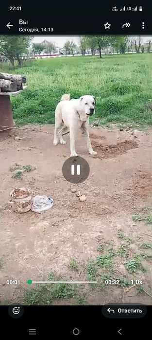 Собака алабай жаксы