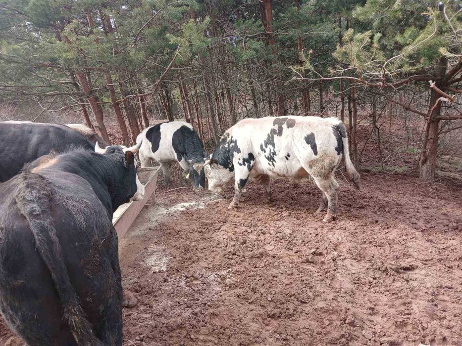 Продавам добре гледани БИО телета