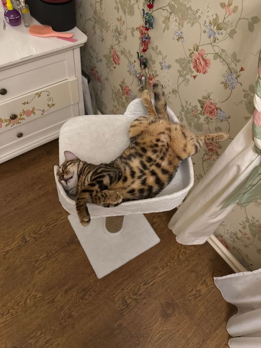 Бенгал с родословной