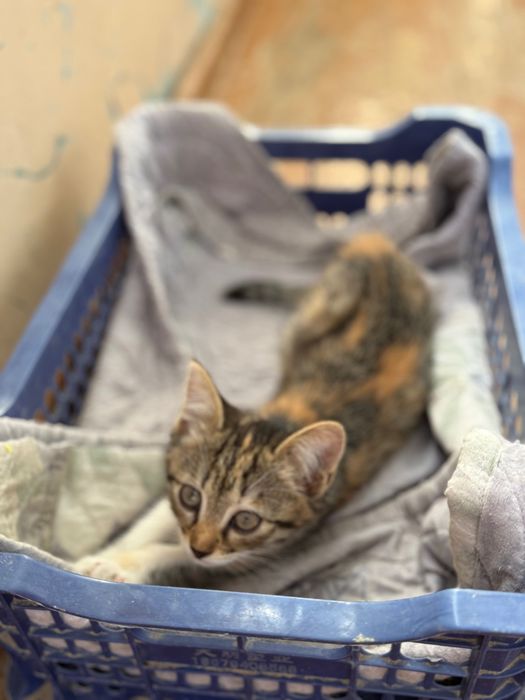 Котята в добрые руки. Ташкент