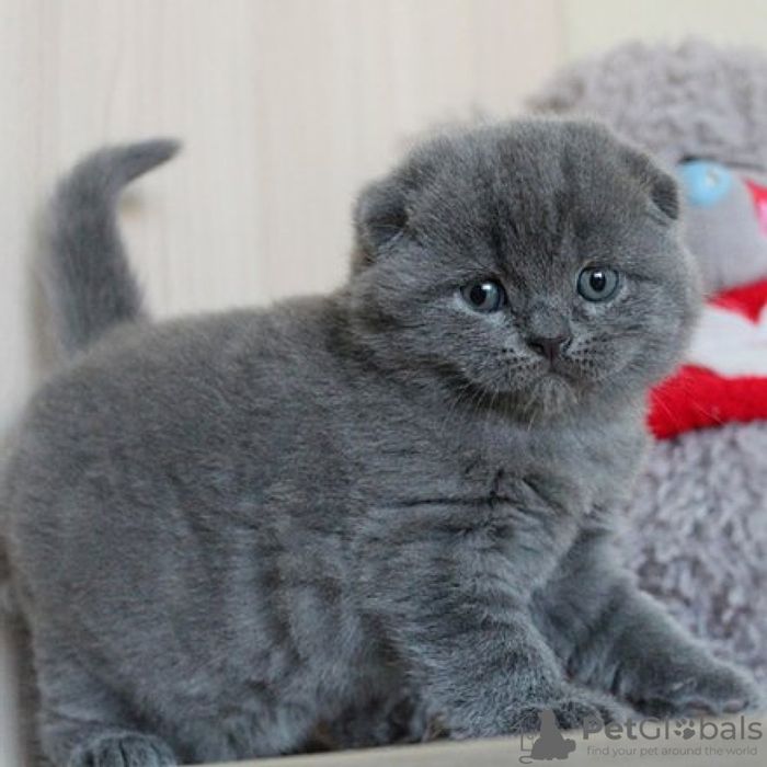 Scottish fold Сотилади