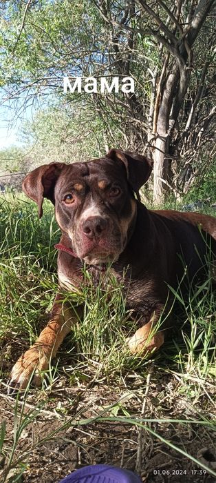 Готовы к продаже щенята  1,5 месяца .