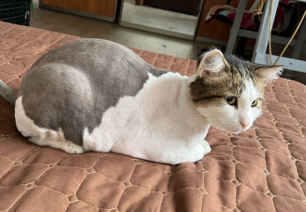 Отдам кошек в хорошие руки