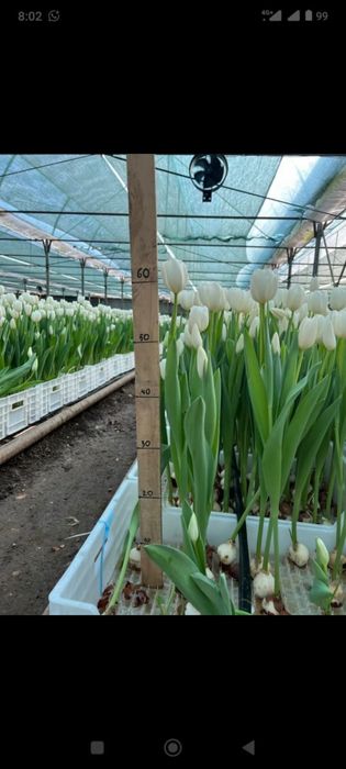 Тюльпан Алматы в оптовом цене