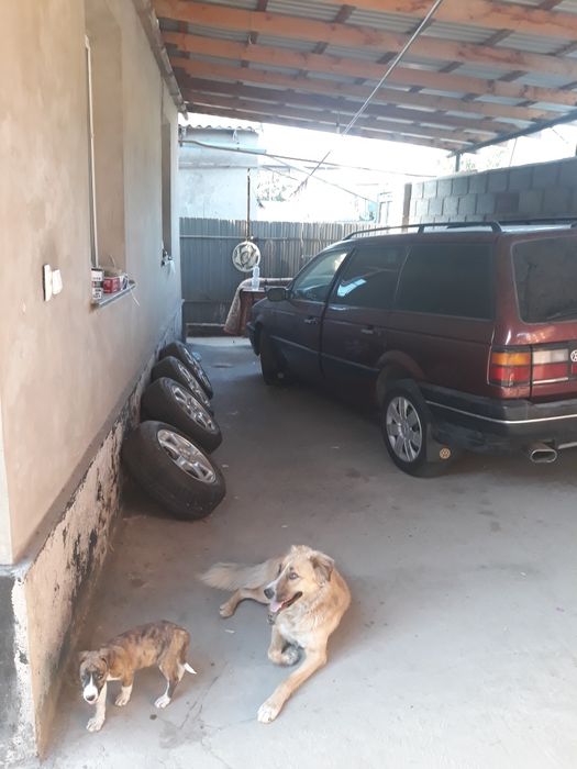 Забадам. Откорм Савхоз.